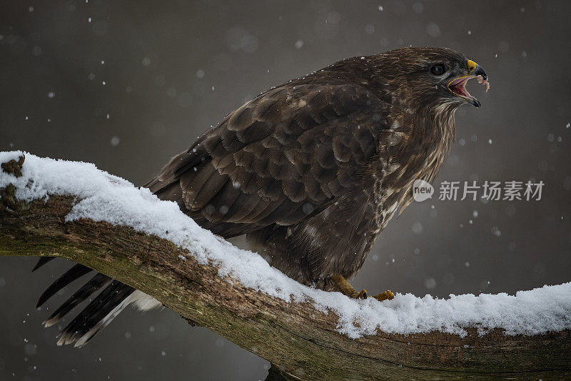 冬季常见的秃鹰(Buteo Buteo)， Białowieża，波兰。